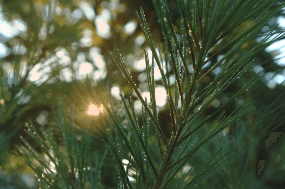 White Pine Tree